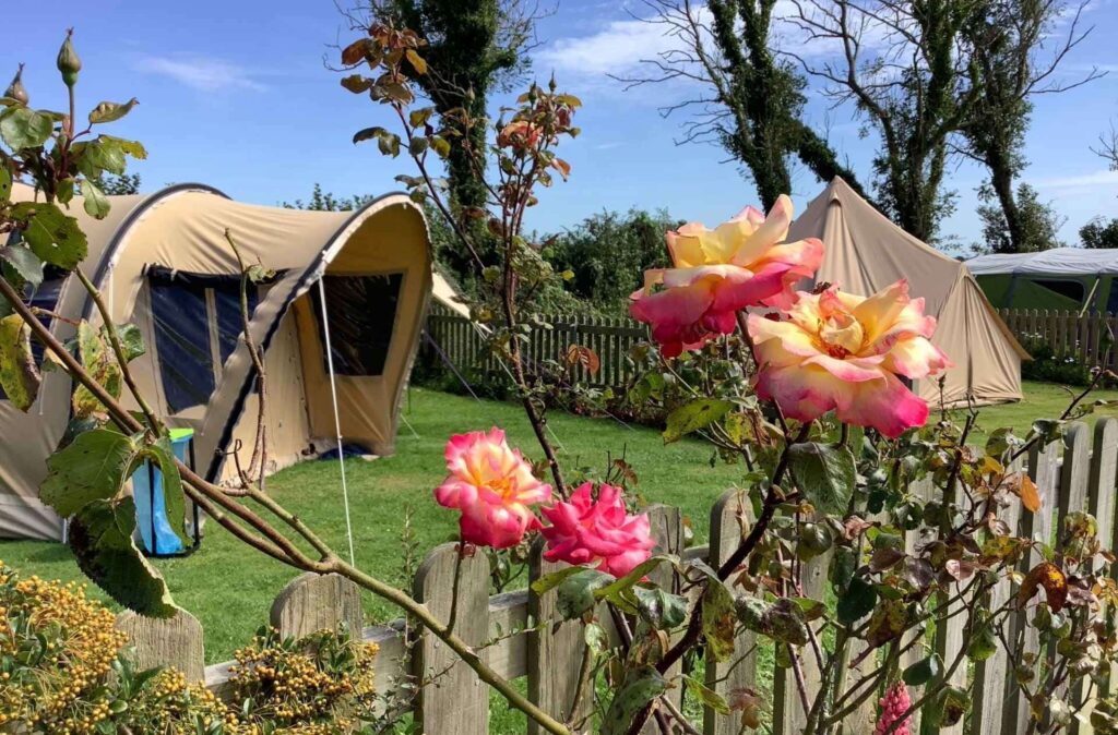 parkland caravan camping & glamping flowery field with colourful view