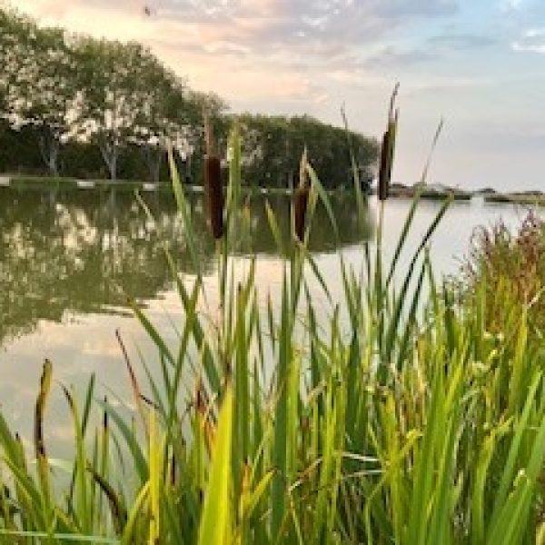 Fishing Lakes at Spring Lea