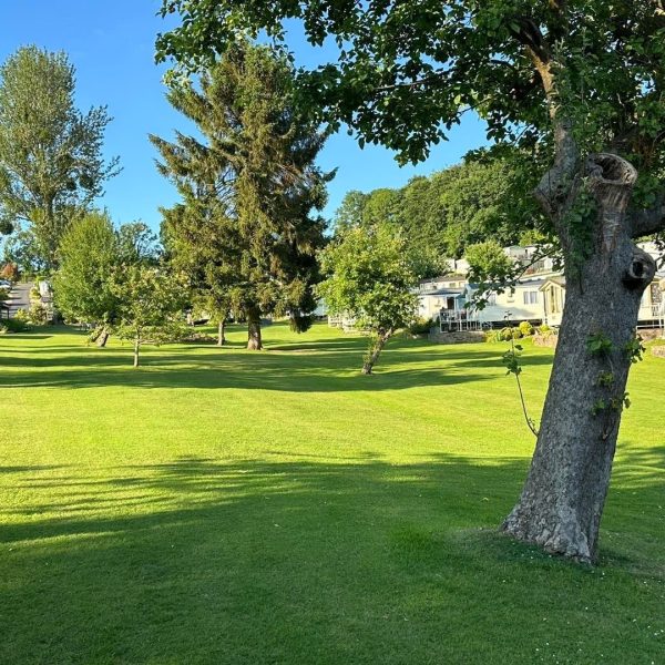 Lush green park with scattered trees