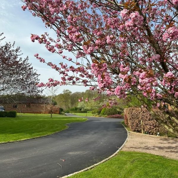 Blossoming trees lining a winding path